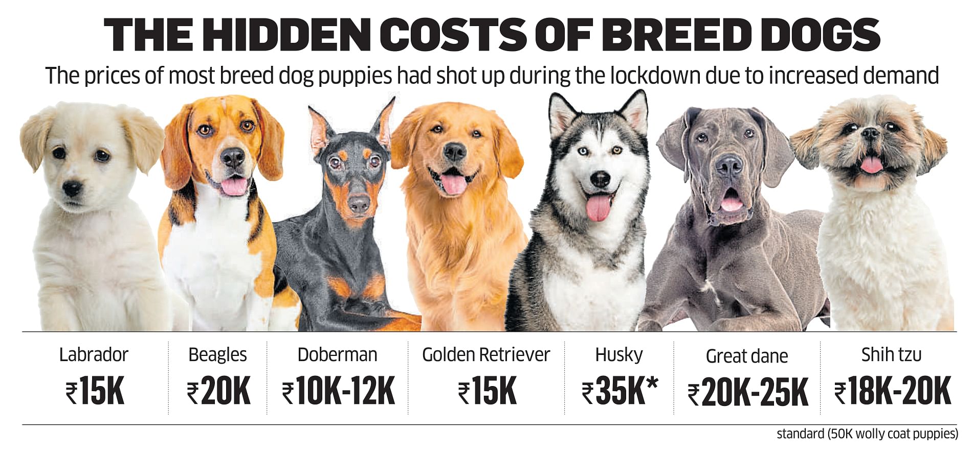 Cost of 2024 breeding dogs